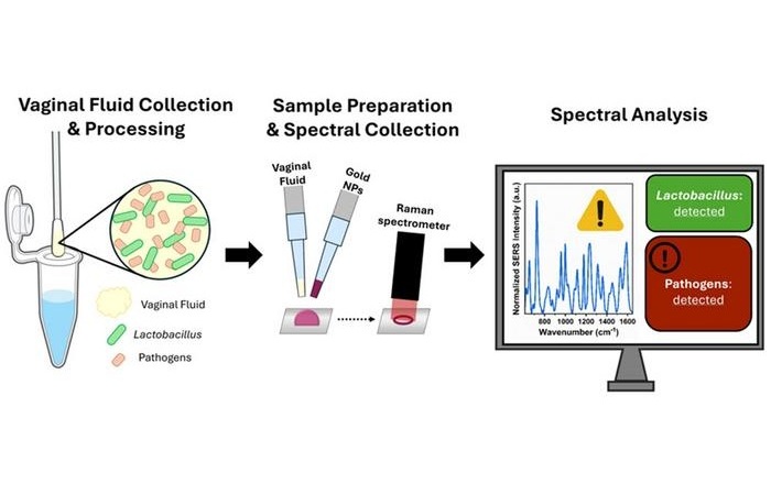 Image: SERS captures the spectra of vaginal fluid samples to detect biochemical changes in relation to bacterial presence (Photo courtesy of A. Rourke-Funderburg/Vanderbilt Biophotonics Center)